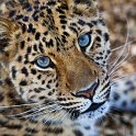 slides/_MG_7681.jpg wildlife, feline, big cat, cat, predator, fur, spot, amur, siberian, leopard, eye WBCW43 - Amur Leopard